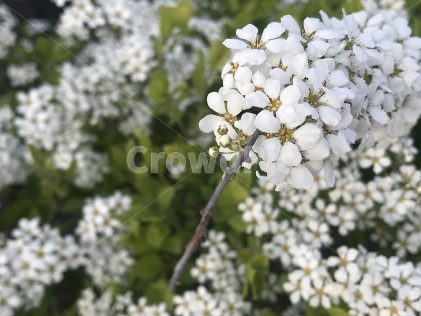 plant,식물,blossom,꽃,flower