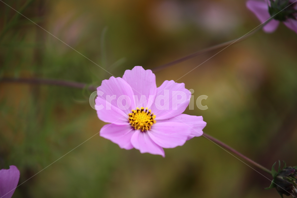 코스모스,꽃,식물,가을꽃,cosmos,가을,계절,fall,autumn,season,식물,자연,plants,nature,꽃,flower,plant