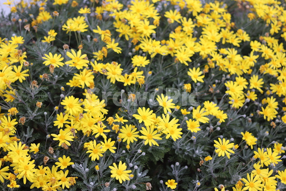 blossom,국화과,flower,plant,꽃,식물,asteraceae