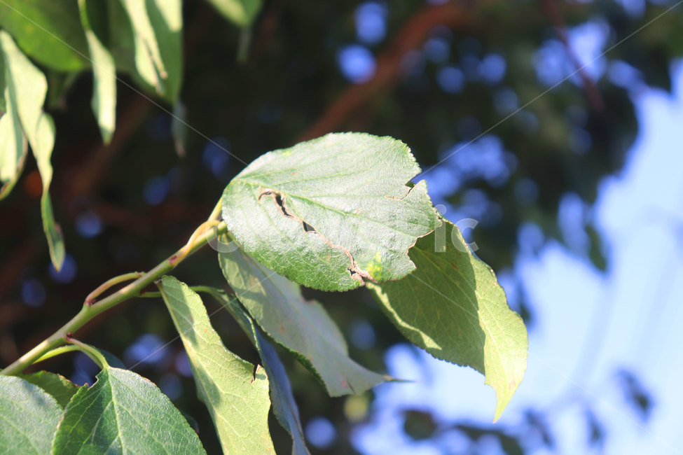 plant,식물,leaf,잎,초록,밝음,나무,나뭇잎,마당,밖,잎사귀,식물,자연,plants,nature