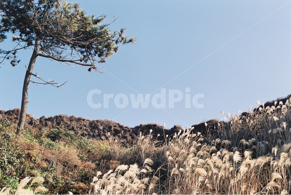 섬,하늘,나무,갈대,바람,제주도,풍경,배경,필름카메라,필름사진,film,filmpic,filmcamera,제주도,jeju,jeju island,grass,잔디,plant,식물