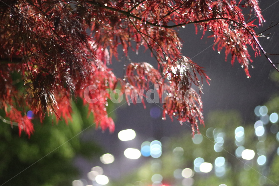 야경,홍공작나무,불빛,비,동네,봄,야경,밤,풍경,nightscape,night,landscape,식물,자연,plants,nature,비,비오는날,rain,rainy,leaf,잎,plant,tree,나무,maple,단풍
