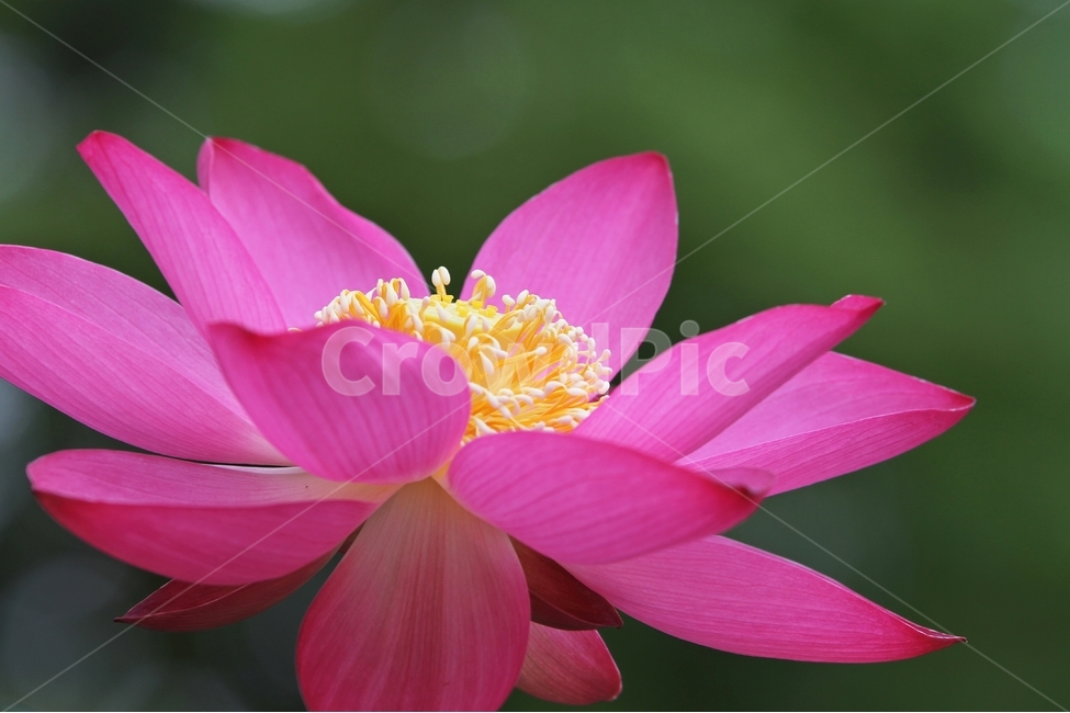 연꽃,홍련꽃,식물사진,감성사진,자연,식물,자연,plants,nature,꽃,flower