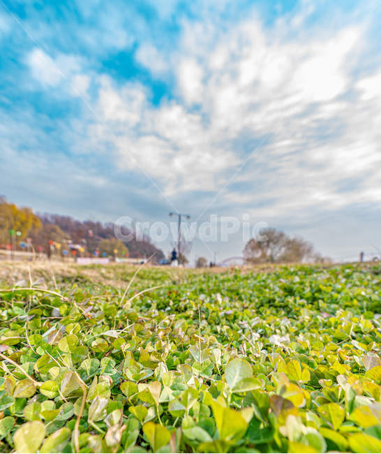 nature,자연,outdoors,옥외,잔디,하늘,구름,지평선,네잎클로버,나무,풍경,파랑,sky