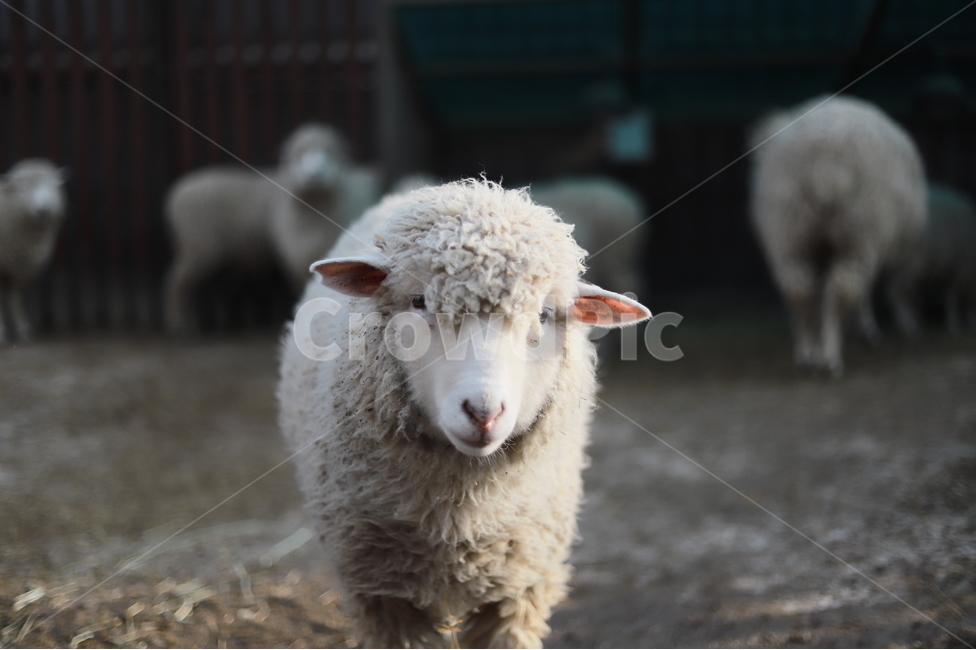 mammal,포유류,animal,동물,sheep,양,목장,어린양,새끼양,포유류,mammal