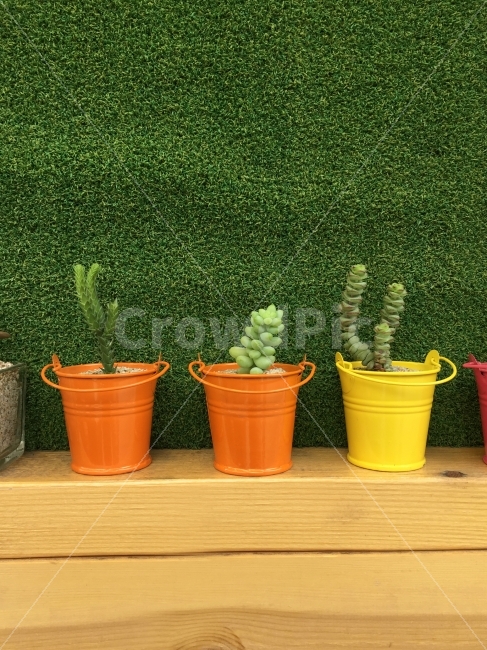 선인장,화분,꽃,잔디,자연,풀밭,야생화,식물,자연,plants,nature,실내용화초,화분,화초,house plant,색깔,색상,색채,색감,color sense,color sensitivity,feeling of color,인테리어,실내디자인,interior design
