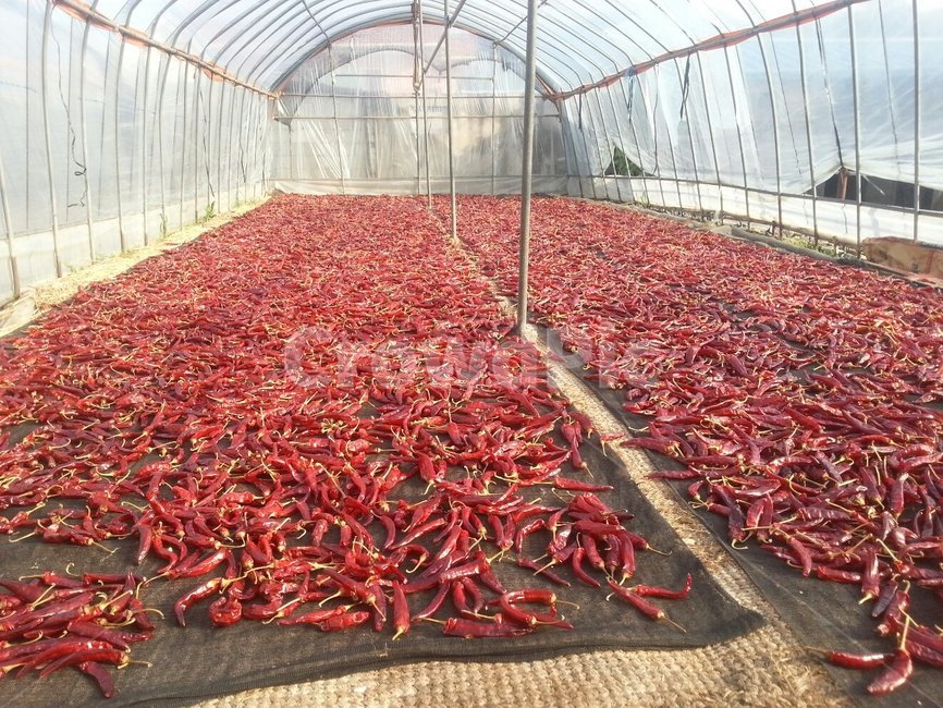 고추말리기,수확,건조,비닐하우스,추수,농업,농사,agriculture,farming,farming industry