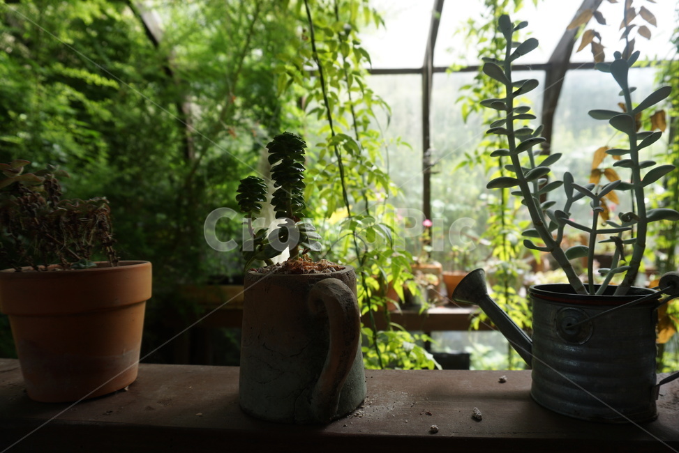 실내정원,정원,가든,가드닝,강화도,타샤,garden