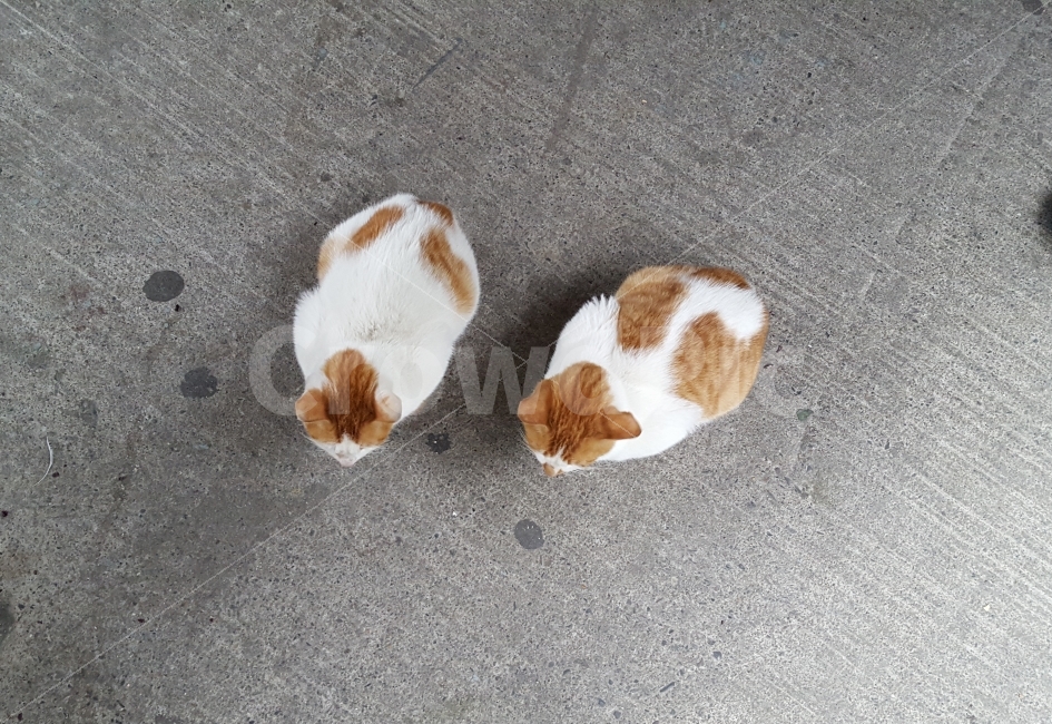 동물,고양이,길고양이,반려묘,Cat,Animal,Two,Couple,Cats,동물,animal,고양이,cat,kitten,kitty,포유류,mammal