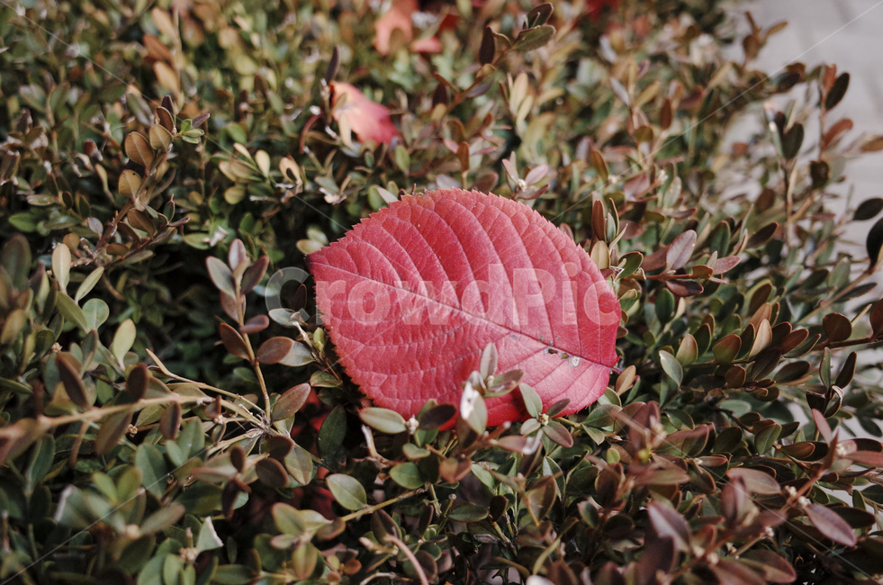 leaf,잎,가을,낙엽,red,나뭇잎,가을,계절,fall,autumn,season