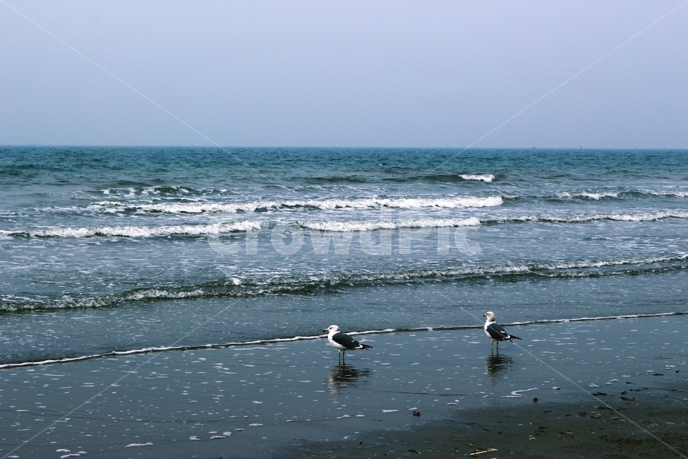 바다,갈매기,하늘,해변,파도,해안,자연,풍경,nature,landscape,해변,바다,beach,sea,동물,animal,조류,새,birds,ocean,대양,water,물,outdoors,옥외,bird