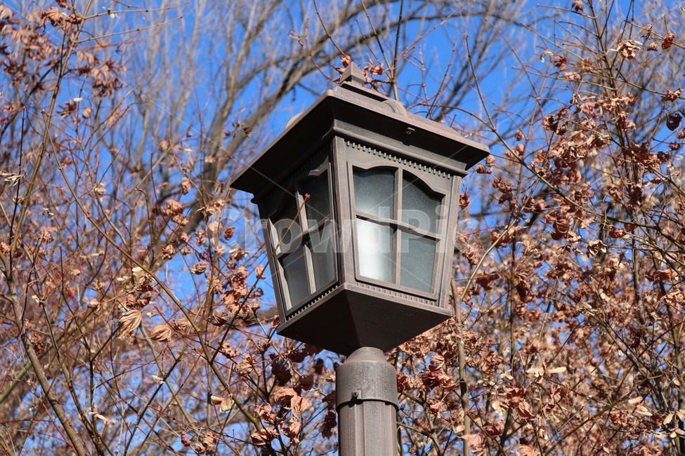 램프,가로등,lamp,겨울,분위기,전등,가을,단풍,풍경,나무,나뭇잎