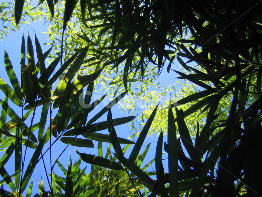 plant,식물,풀숲,빛,하늘,그림자,음영,바람,소리,대나무,숲,wind,ashadow