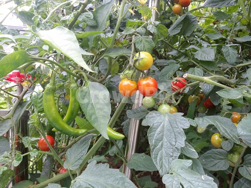 식물,plant,food,자연,방울토마토,풋고추,식물,자연,plants,nature