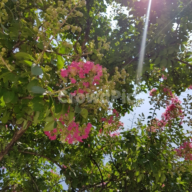 햇살,꽃,눈무심,나무,여름,하늘,sky,flower,sunbeam,summer,식물,자연,감성,nature,여름꽃,여름나무,배롱나무,식물,자연,plants,nature,꽃,flower