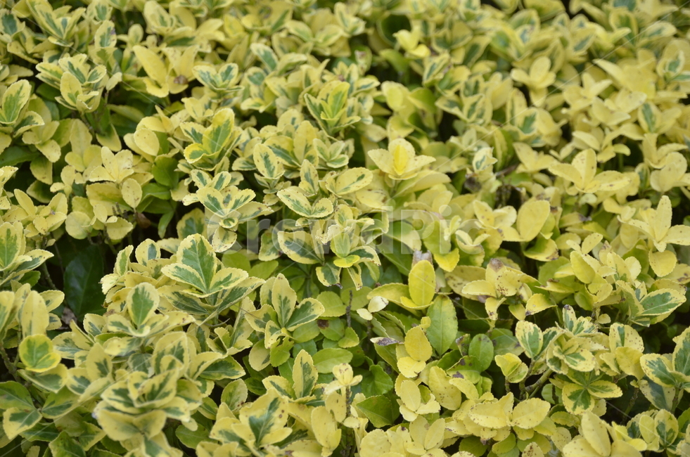 풍경,잎,그린,노란,자연,식물,식물,자연,plants,nature