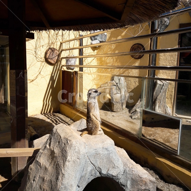 미어켓,동물,동물원,미어캣,meerkat,animal