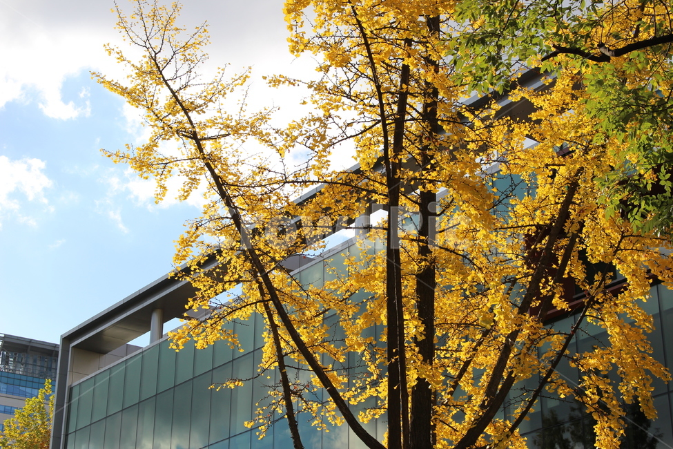 단풍,나무,가을,하늘,노랑,노란색,yellow,fall,autumn