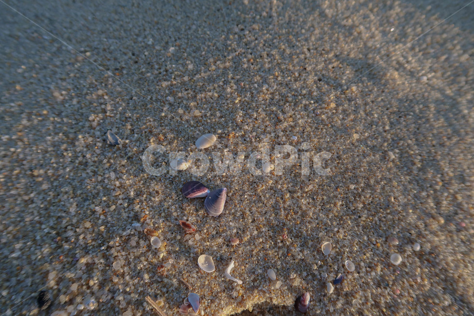 조개,바다,감성,조개껍질,모래,clam,sea,해변,바다,beach,sea