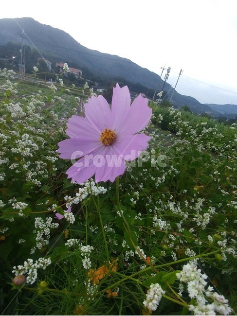 코스모스,분혹색,가을,꽃한송이,꽃밭,이슬