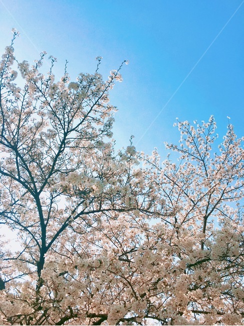 plant,식물,blossom,꽃,flower,봄,하늘,벛꽃