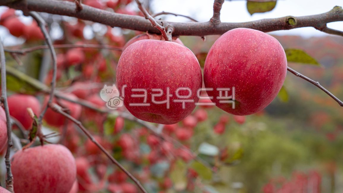 fruit,apple farm,tree branches,apple garden,apple,orchard,fall,fruit tree,ripening,fruition,season,thick apples,hanging,red apples,apple tree