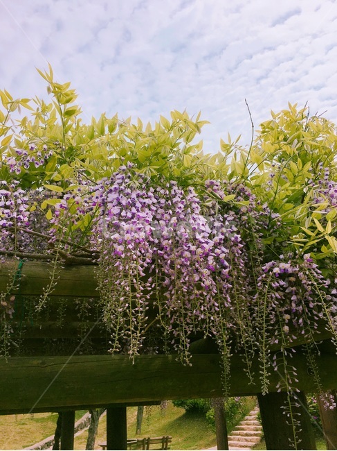 등나무,식물,꽃,여름꽃,푸르름,식물,자연,plants,nature,꽃,flower