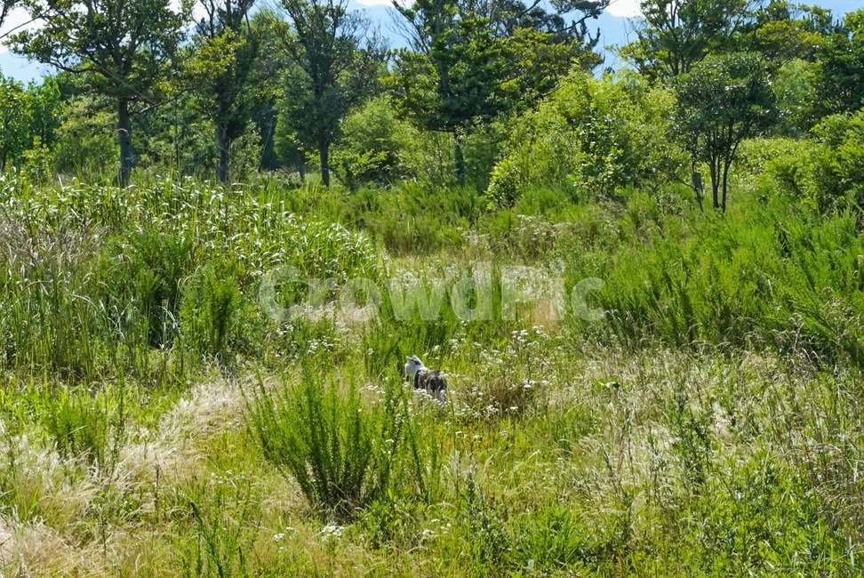 cat,anima,고양이,동물,길고양이,kitty