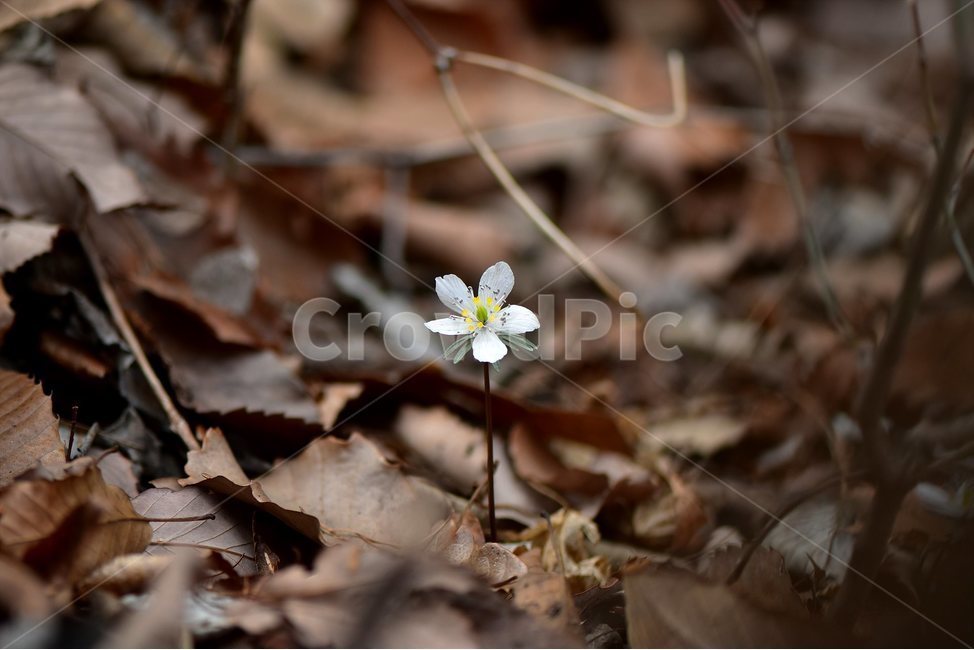 변산바람꽃,2018년,3월,야생화,꽃,생태,식물,자연,들꽃,산꽃,봄,감성,힐링,플라워,계절,시즌,wild,Flower,plants,nature,spring,season,배경,풀,초본,미나리아재비과,너도바람꽃속,flower,생태사진,봄꽃,자생지,경기도,식물,자연,plants,nature,꽃,flower