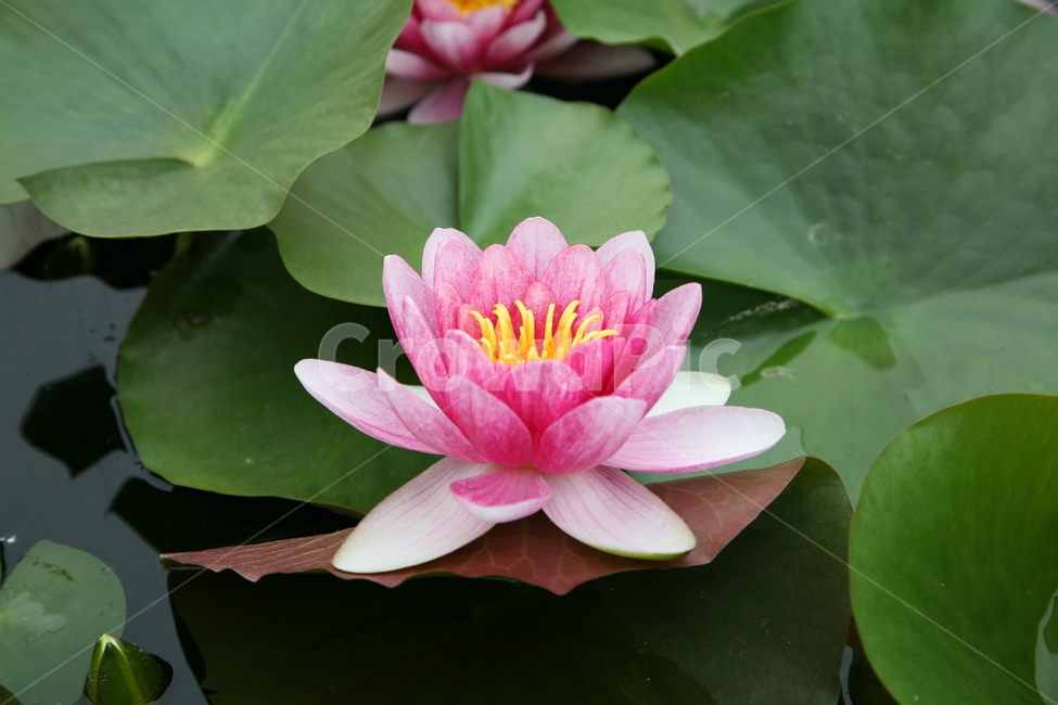 연꽃,꽃,연잎,lotus,nature,plants,식물,자연,불교,plant,수생식물,색채,색감