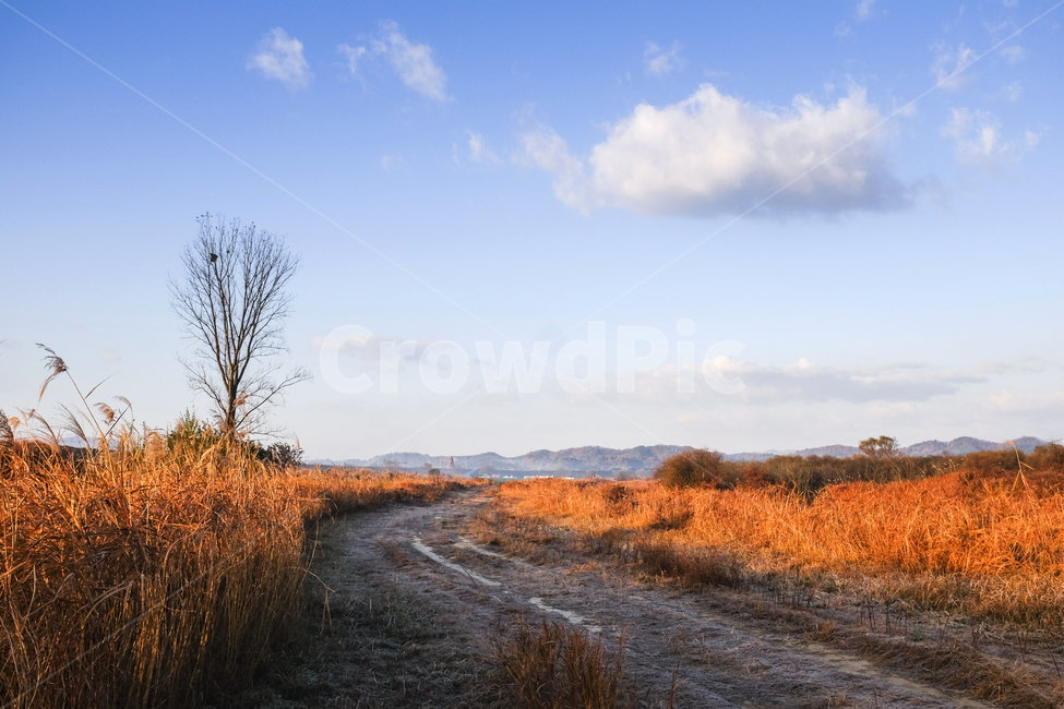 풍경,들판,길,구름,나무,하늘,아침,landscape,cloud,tree,road,morning,sky,field