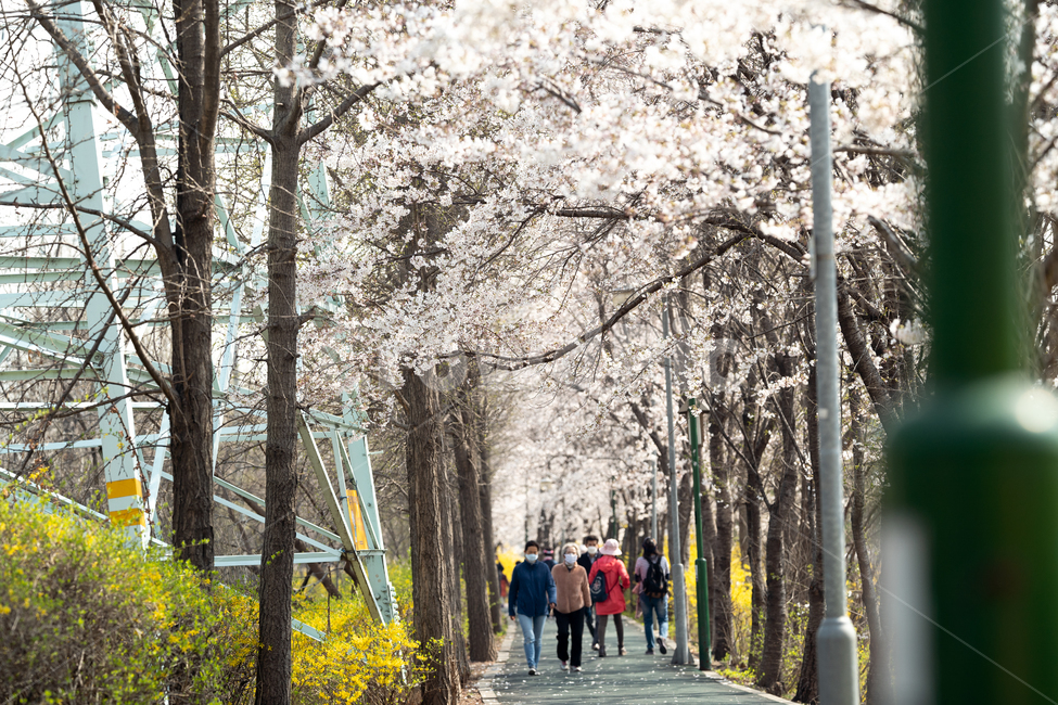 봄,산책,중랑천,벚꽃,개나리,산책로,나들이,사람들