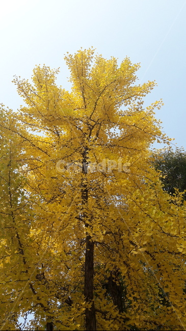가을,하늘,단풍,아름다움,울긋불긋,가을,계절,fall,autumn,season,tree,나무,plant,식물