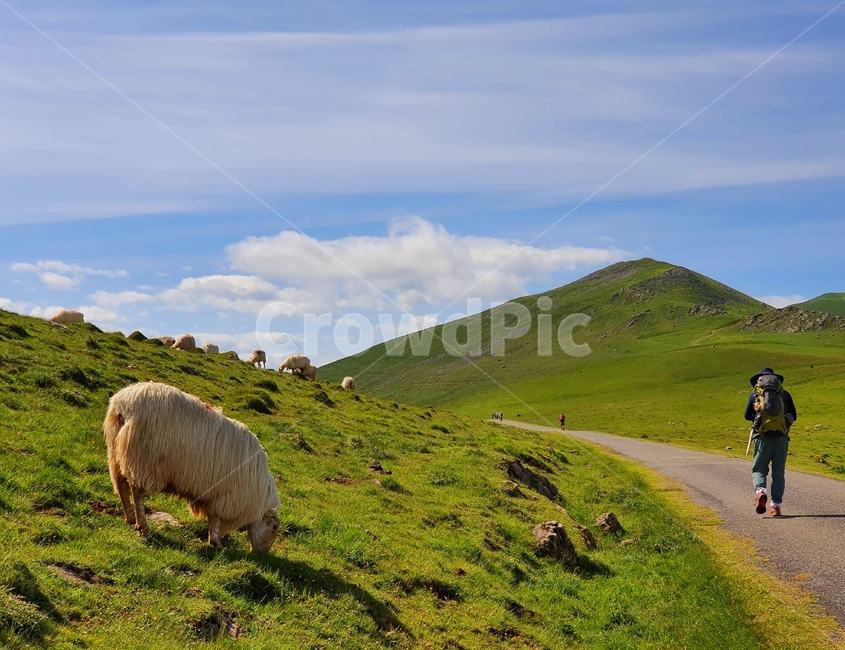 까미노,산티아고,순례자의길,풍경,피레네산맥,동물,양,camino,santiago,caminodesantiago,pilgrim,landscape,pyrenees,mountainrange,animal,sheep