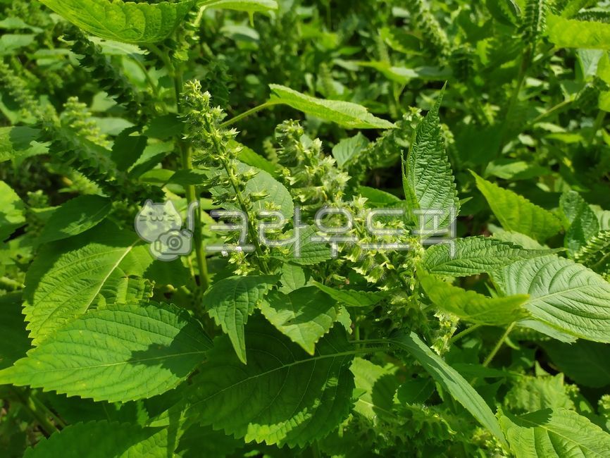 plant,식물,herbs,허브,들깨,깨,깻잎,들깨씨방,들깨송이,잎,시골,농촌,밭