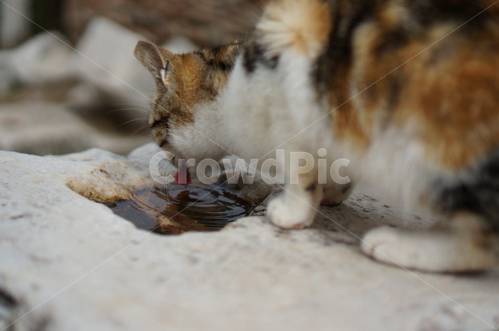 고양이,물마시는고양이,삼색고양이,길고양이,고양이옆모습,동물,animal,포유류,mammal,고양이,cat,kitten,kitty