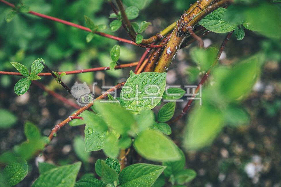 꽃,꽃물방울,잎물방울,물방울,잎,식물,작은물방울,식물,자연,plants,nature