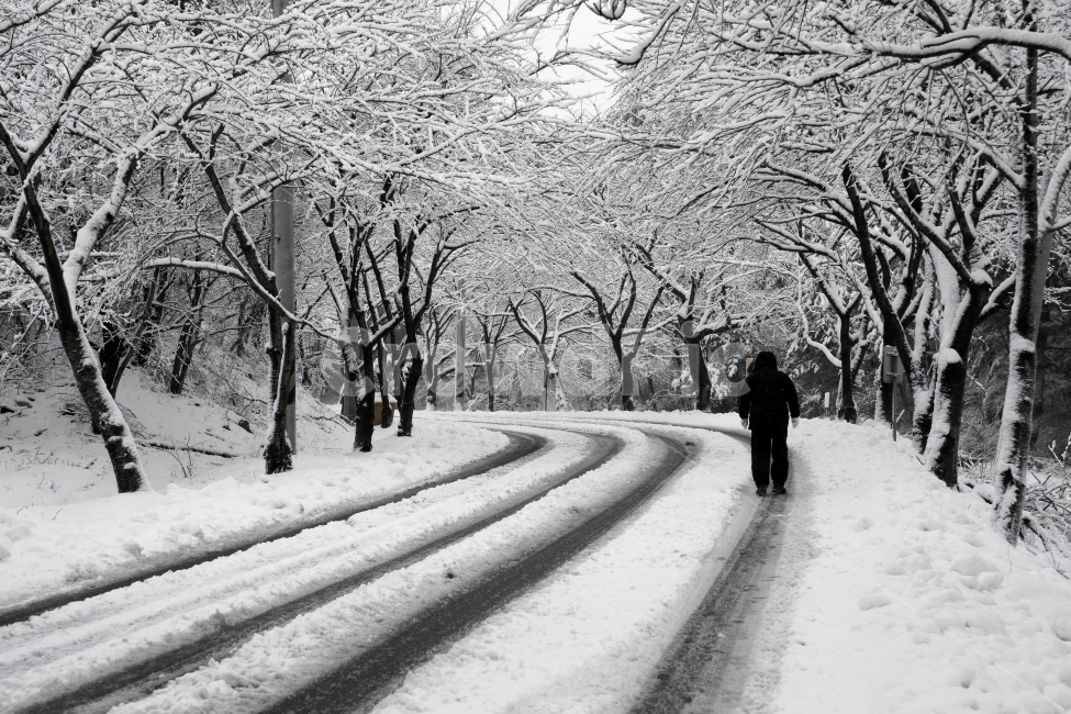 2010주전,주전눈,봉대산,봉대산눈,출근길,겨울,계절,winter,season,자연,풍경,nature,landscape,사람,인물,인간,human,person,plant,식물
