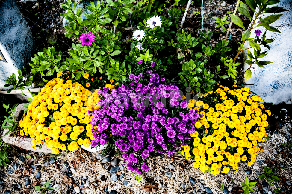 plant,식물,flower,꽃,blossom,국화,식물,자연,plants,nature,꽃,flower