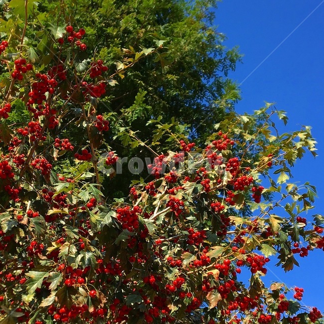 plant,식물,열매,나무,자연,tree,nature,fruit