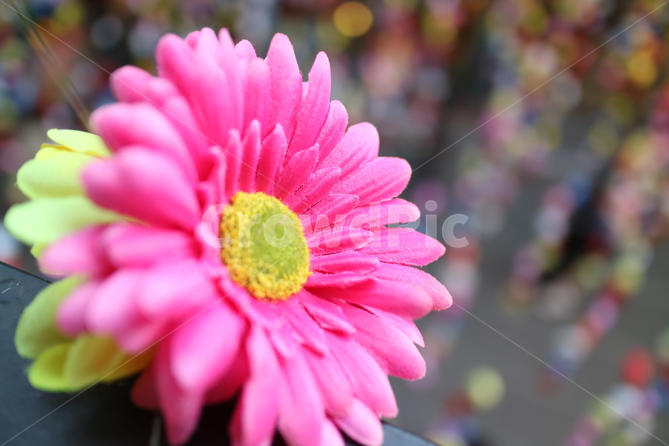 꽃,식물,꽃모형,plant,봄,축제,식물,자연,plants,nature,꽃,flower