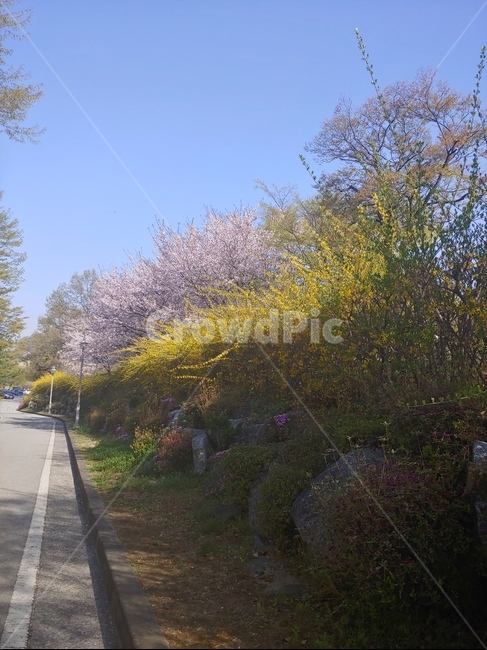 벚꽃,벚꽃길,봄길,개나리,개나리길