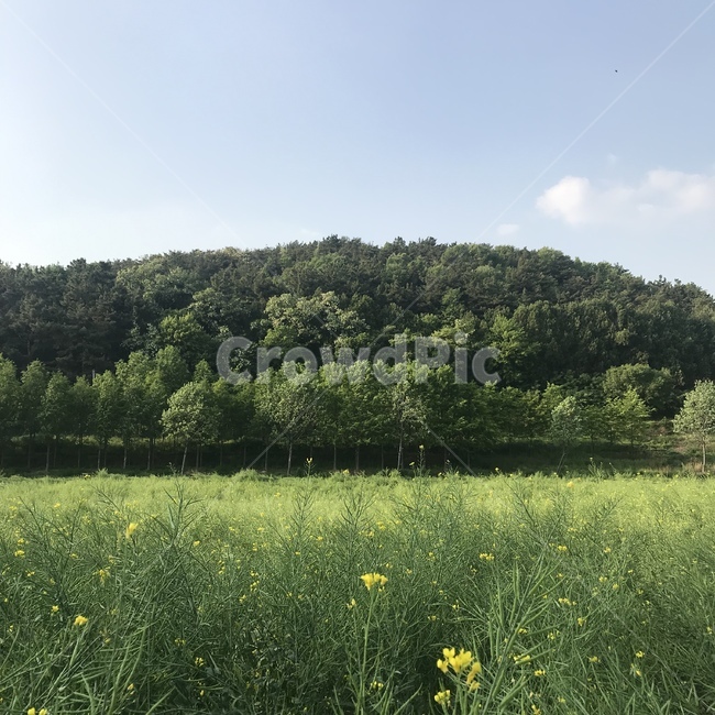 유채꽃,푸르름,식물,자연,평화로운