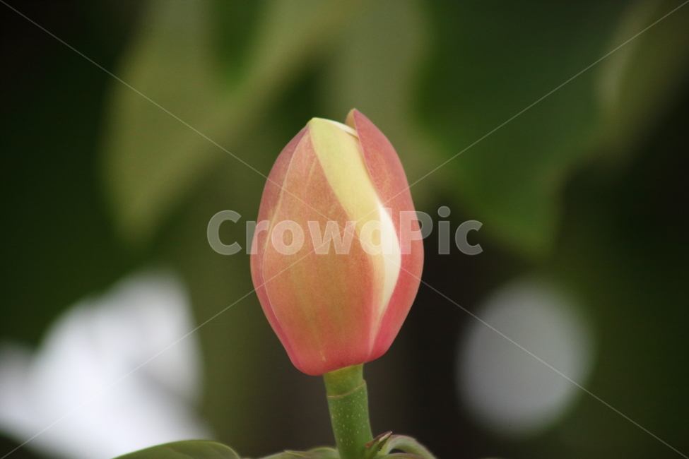 후박나무,일본목련,꽃,봄,magnoliaobovata