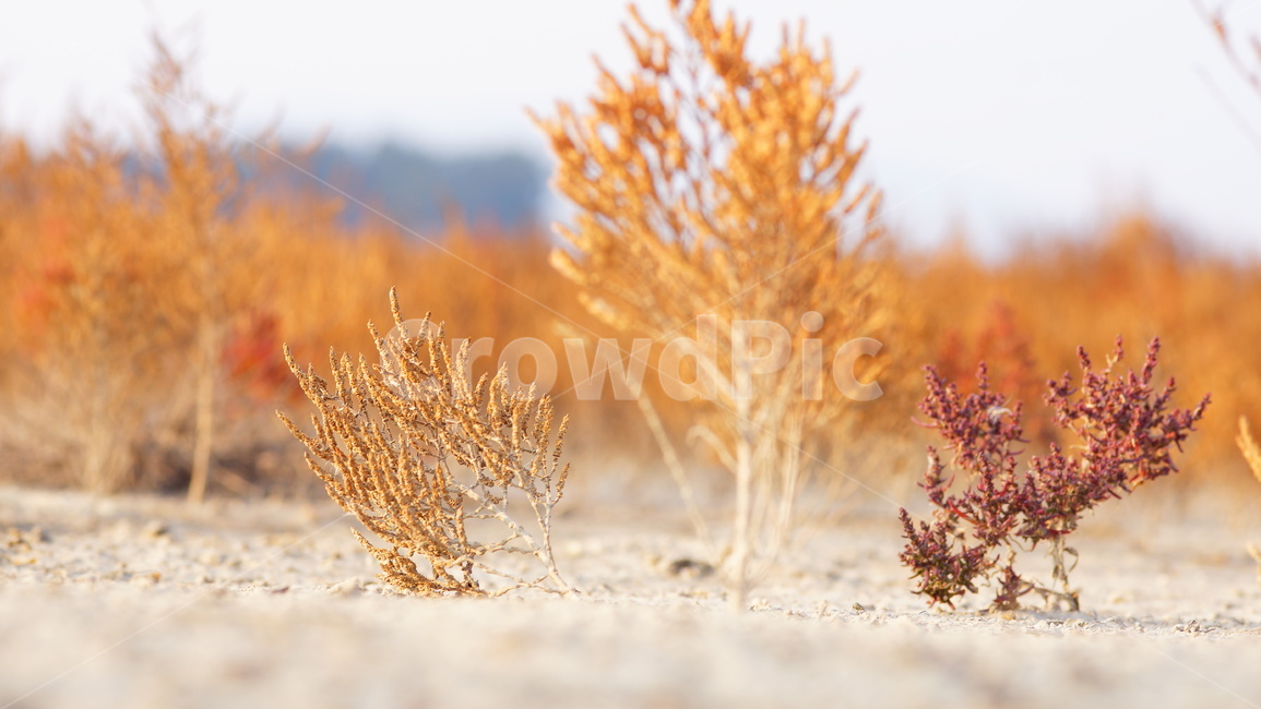 나무,근접촬용,작은나무,미니어처,마이크로촬영,식물,자연,plants,nature
