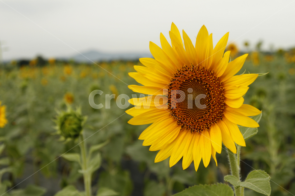 해바라기,꽃,여름,풍경,군락지,여름,계절,summer,season,가을,fall,autumn,식물,자연,plants,nature,꽃,flower,plant,blossom