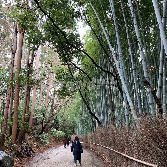 산책로,대나무,숲,뒷모습,풍경,자연,풍경,nature,landscape,plant,식물