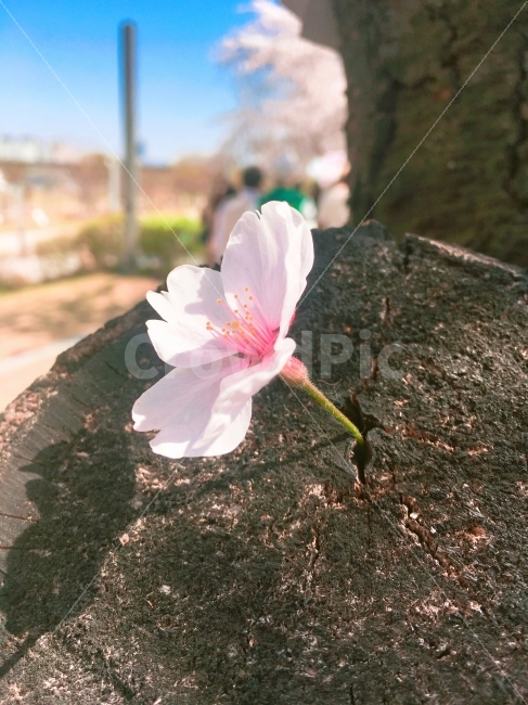 꽃,벚꽃,cherryblossom,한강벚꽃축제,여의나루,꽃사진,flower,flowers,tree,나무,한송이,식물,자연,plants,nature,봄,계절,spring,season,꽃,flower,plant,geranium,제라늄,blossom