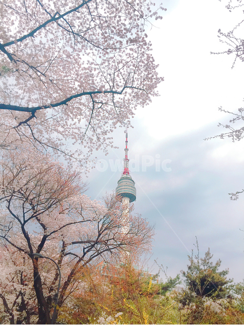 남산,남산길,벚꽃,벚꽃놀이,벚꽃길,봄,계절,spring,season,랜드마크,landmark,tourist attraction,한국랜드마크,한국관광지,한국명소,korea landmark,korea tourist attraction,building,건물,spire,첨탑,architecture,건축물,steeple,뾰족한 탑,tower,탑,shrine,신사,pagoda,temple,신전,worship,예배