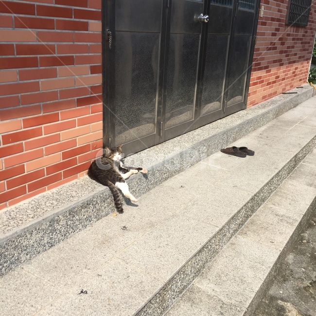 대만,고양이,동양,지우펀,taiwan,cat,길거리,오후,낮잠,건물